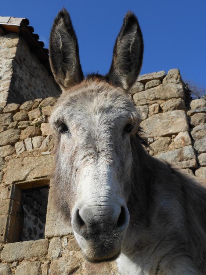 Gite De Chapeleche Les Chataigniers Gluiras Экстерьер фото
