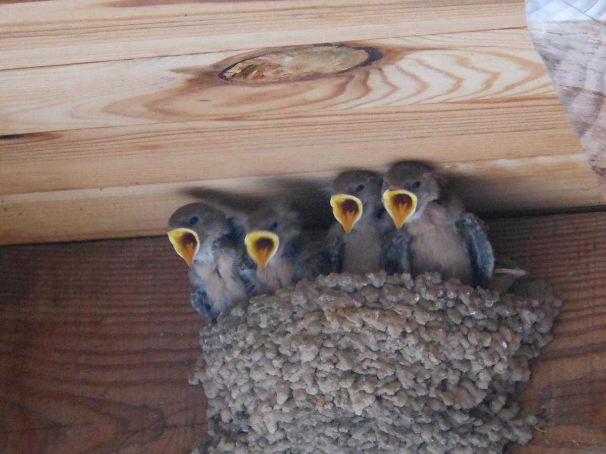 Gite De Chapeleche Les Chataigniers Gluiras Экстерьер фото
